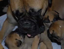 3,5 viikkoa/weeks